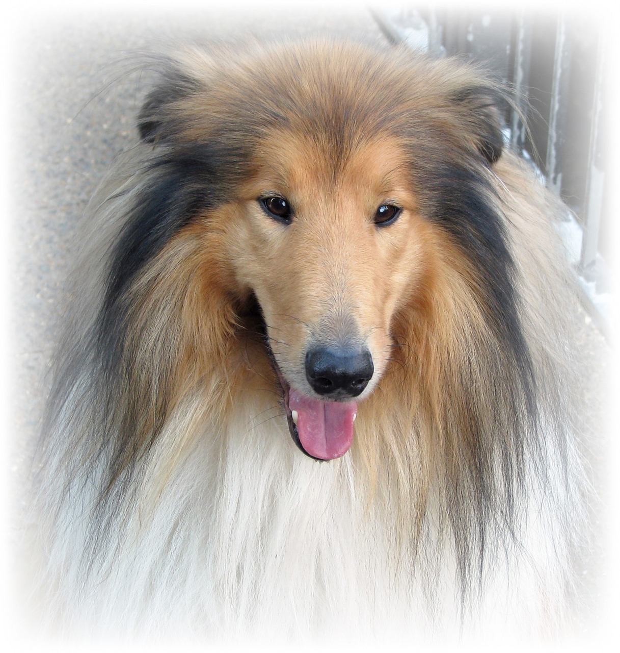 Close-up of Rough Collie face