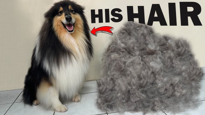 Well-groomed Rough Collie