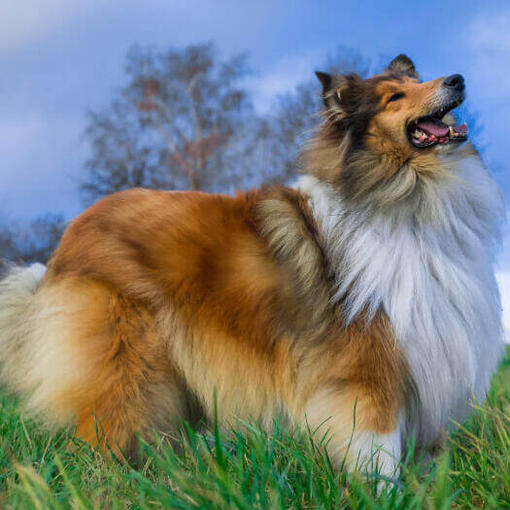 Rough Collie with stunning coat