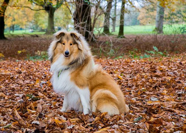 Red Rough Collie in autumn setting
