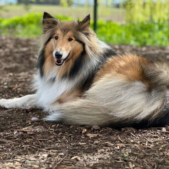 Rough Collie resting outdoors