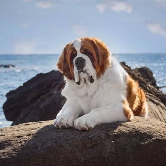 Saint Bernard on stone at beach