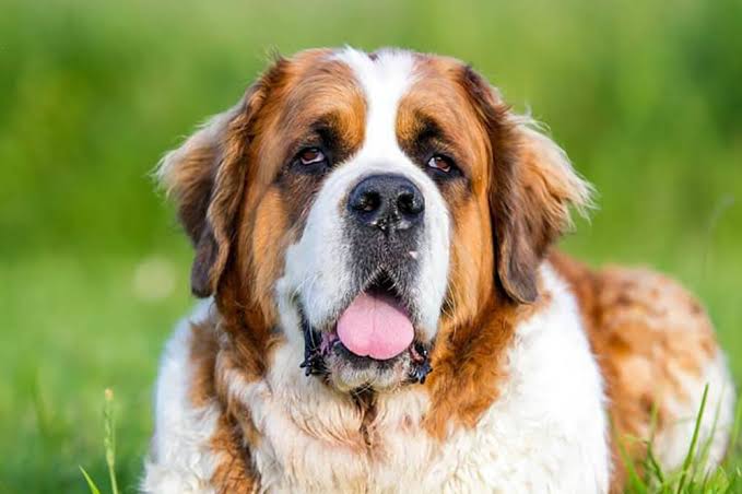 Saint Bernard face close-up