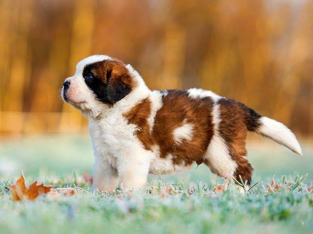 Adorable Saint Bernard puppy