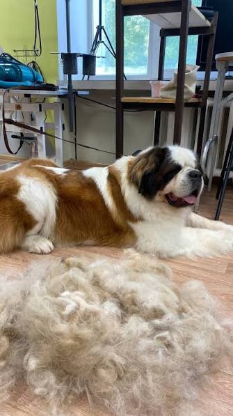 Saint Bernard after grooming with lots of shed fur