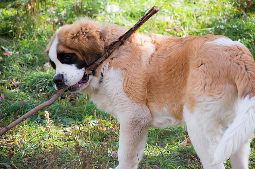 Saint Bernard playing with stick