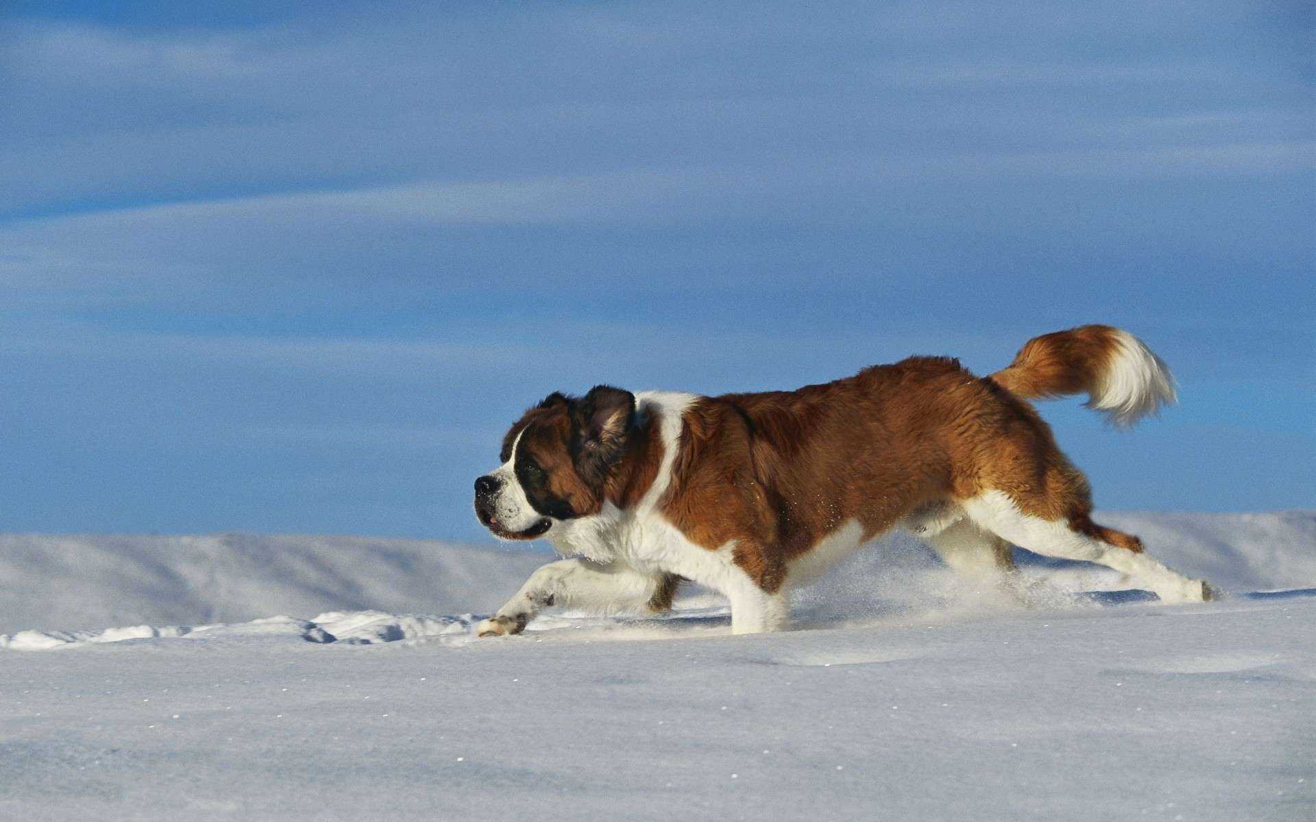 Saint Bernard running in winter