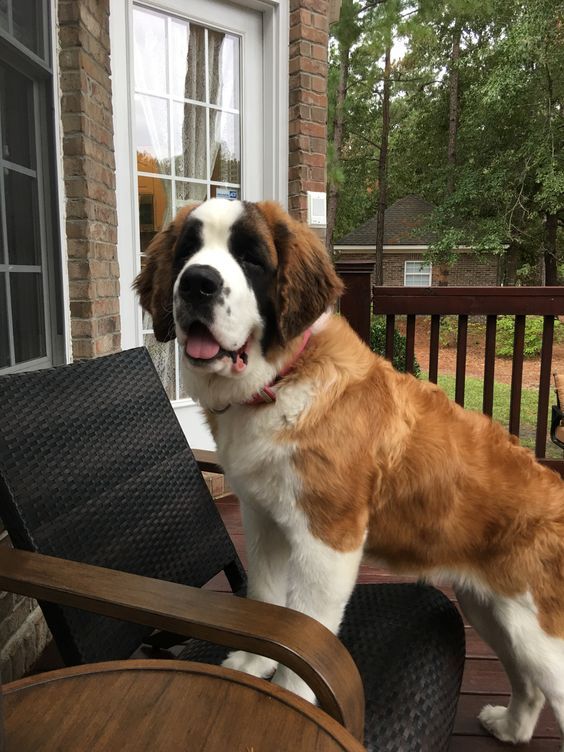 Saint Bernard on terrace