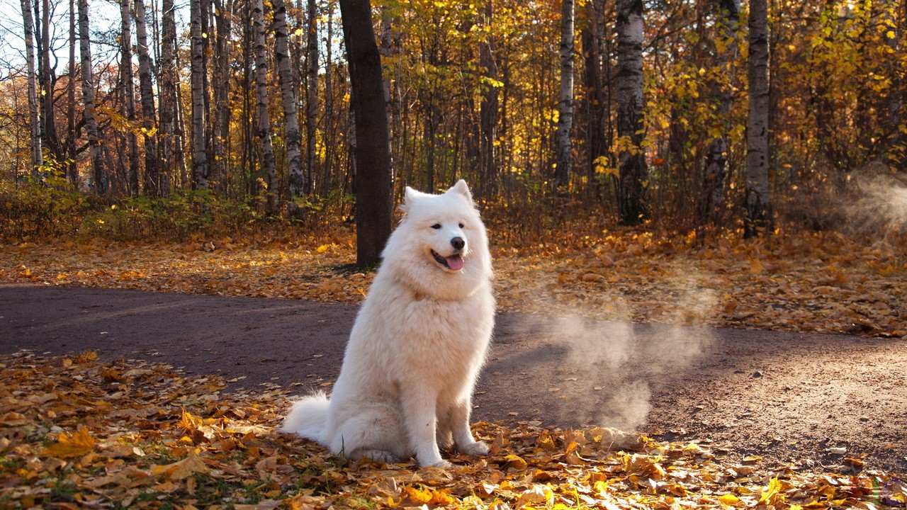 Samoyed in autumn forest