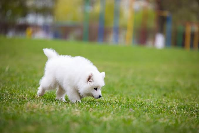 Adorable Samoyed puppy with fluffy coat