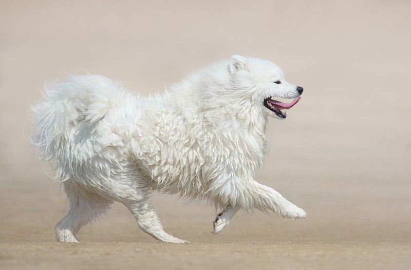 Samoyed running outdoors