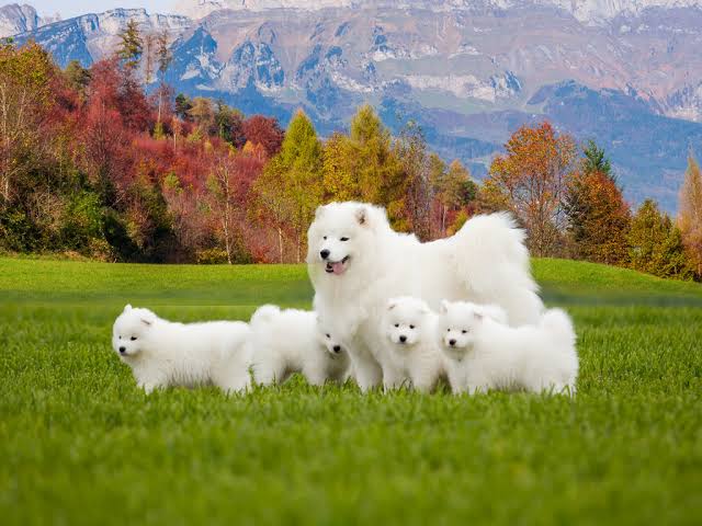 Samoyed family in autumn setting