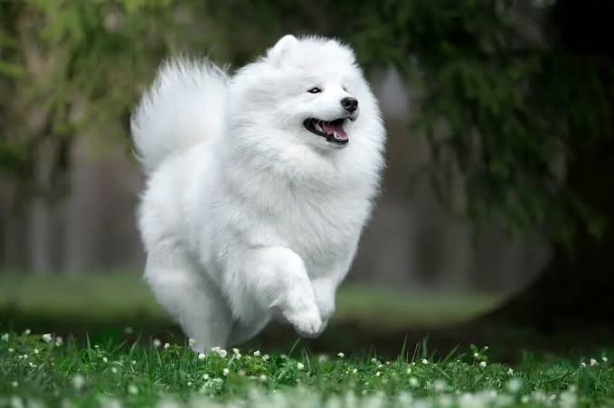 Happy Samoyed playing in grass