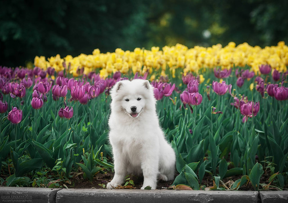 Samoyed puppy among tulips