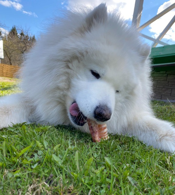 Samoyed eating outdoors