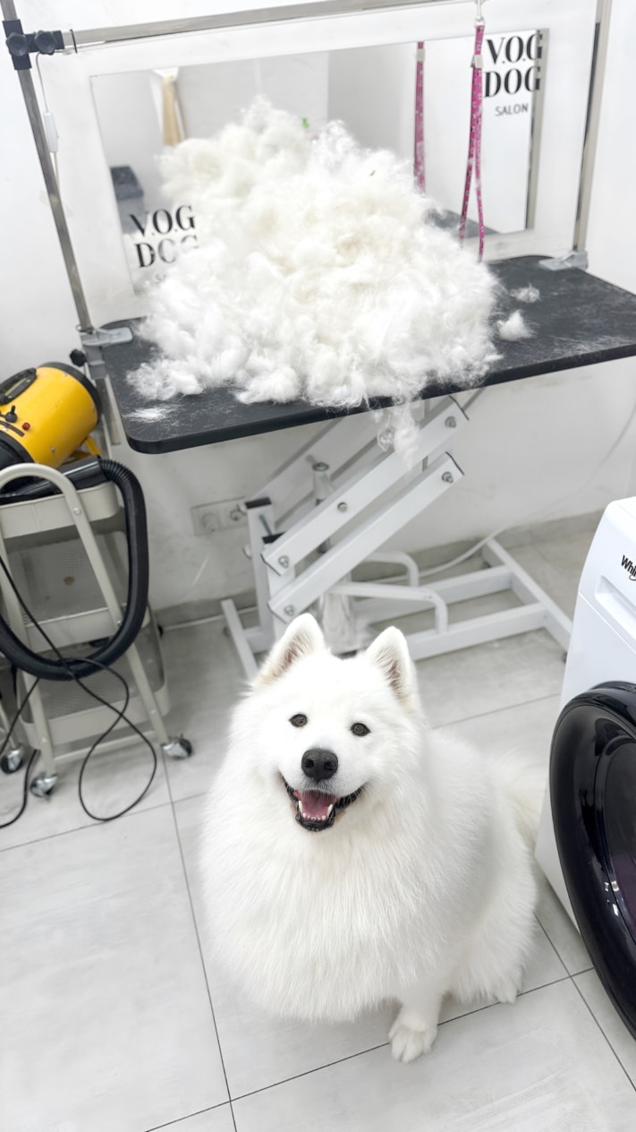 Well-groomed Samoyed