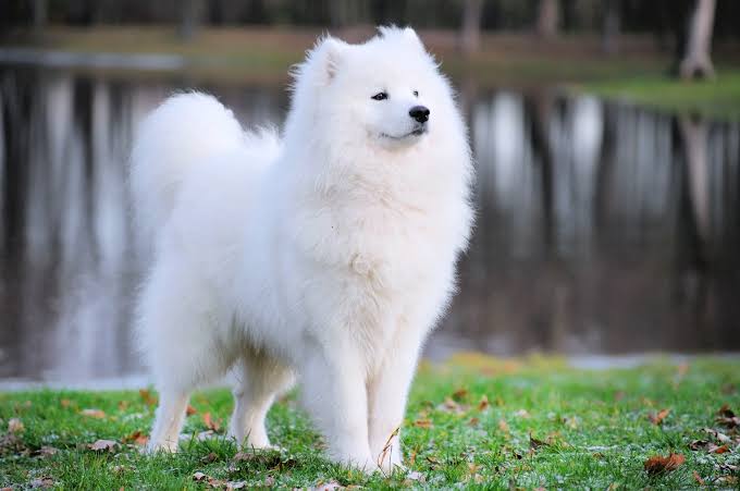 Samoyed by a lake