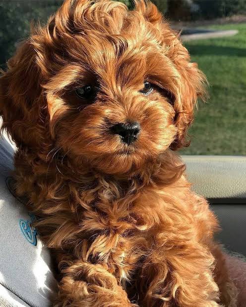 Curly-coated Cavapoo puppy portrait