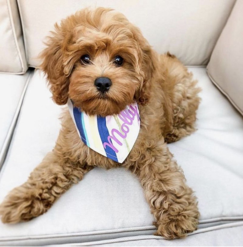 Are Cavapoos Hypoallergenic? Unpredictably, here's why