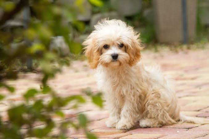 Cream Cavapoo puppy outdoors
