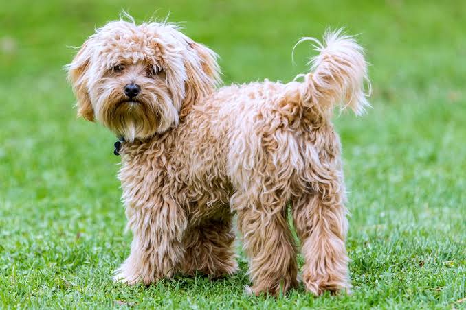 Apricot Cavapoo on grass
