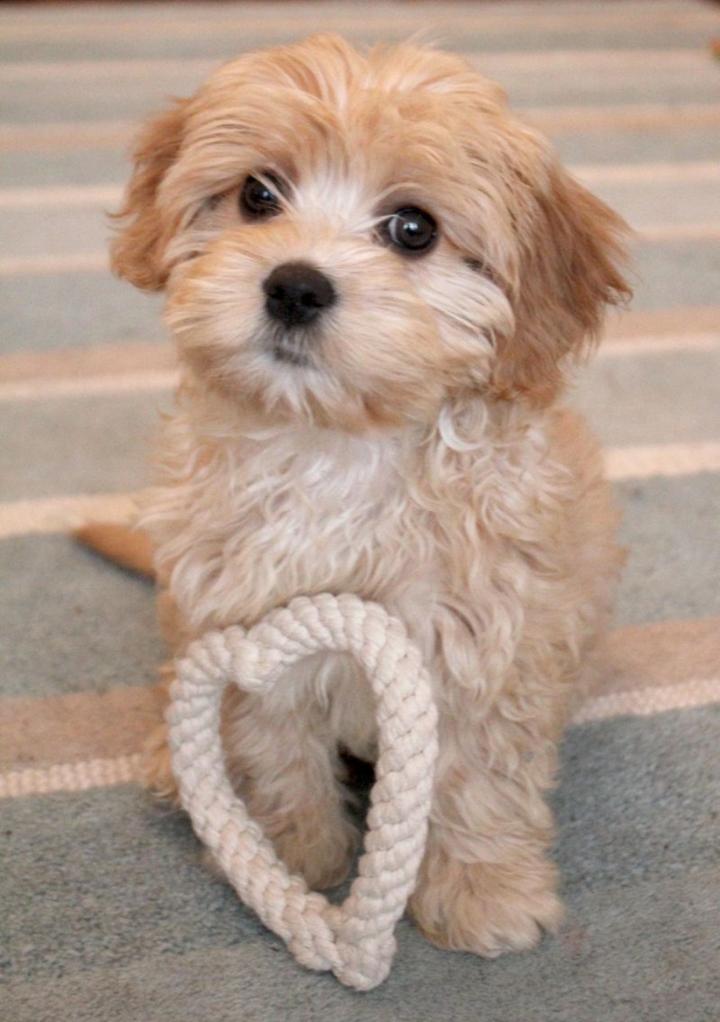Young Cavapoo with toy