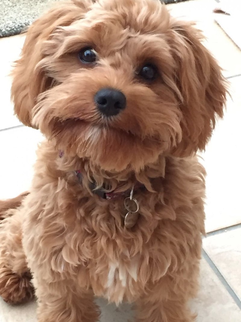 Adult Cavapoo with collar