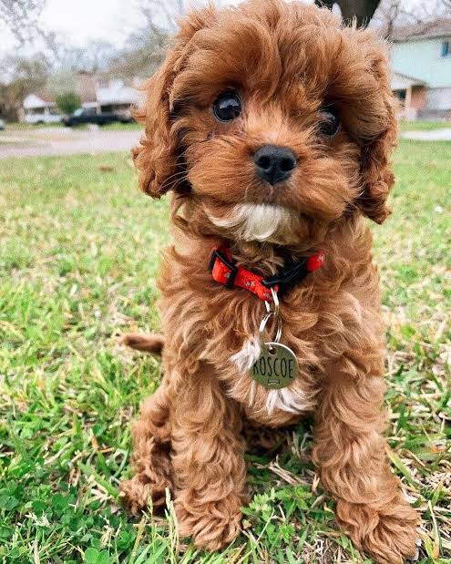 Cavapoo puppy Roscoe