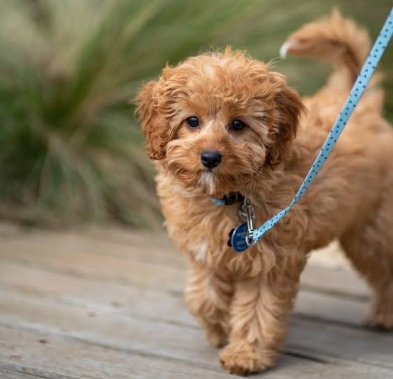 Cavapoo on leash walking