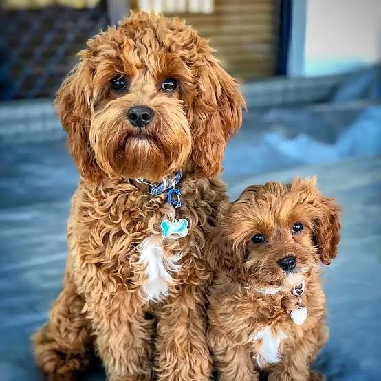 Adult and puppy Cavapoos together