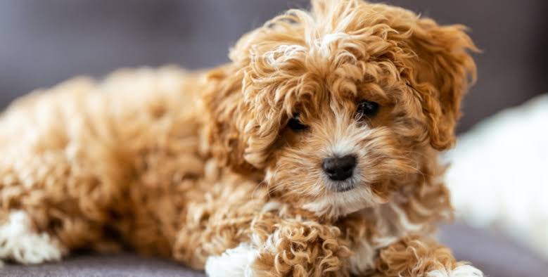 Reddish Cavapoo puppy lying down