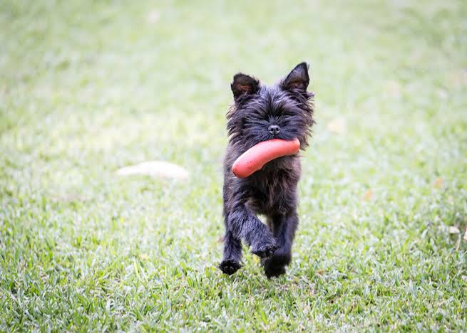 Affenpinscher playing with toy