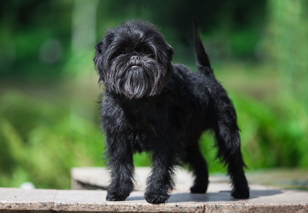 Affenpinscher Dog Breed
