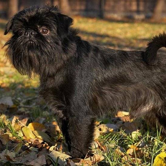 Affenpinscher in autumn forest