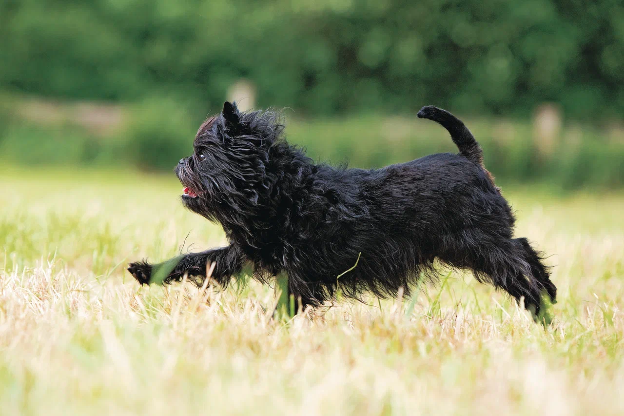 Affenpinscher running in field