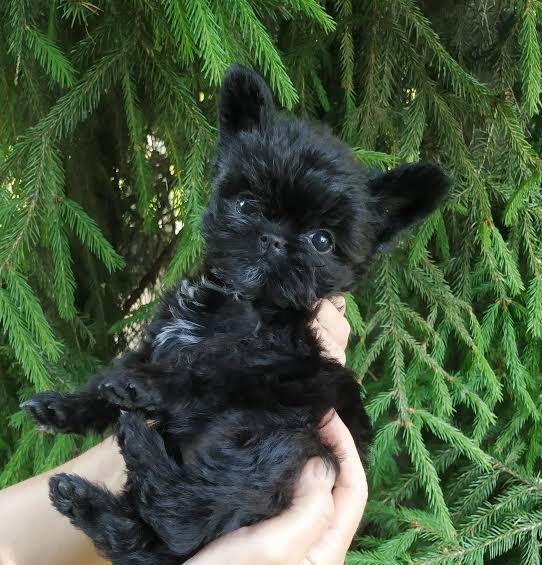 Affenpinscher puppy in hands