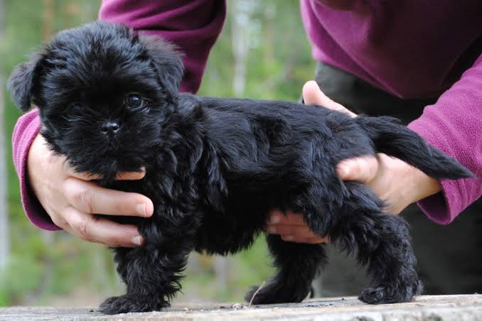 Affenpinscher puppy standing in hands
