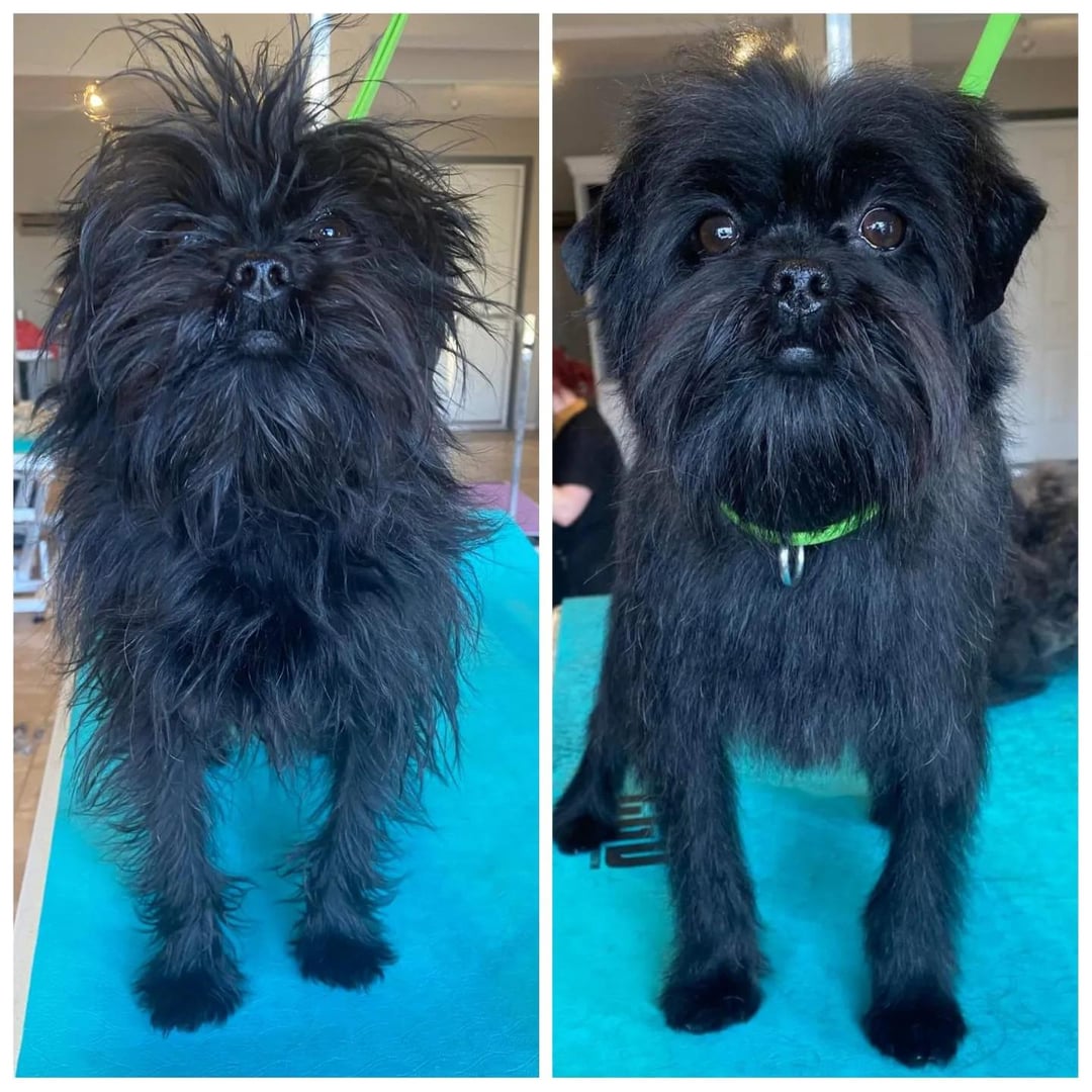 Affenpinscher before and after grooming