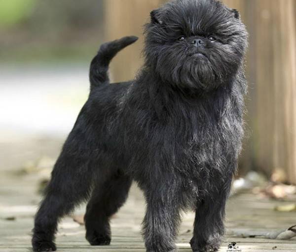Affenpinscher full size outdoor