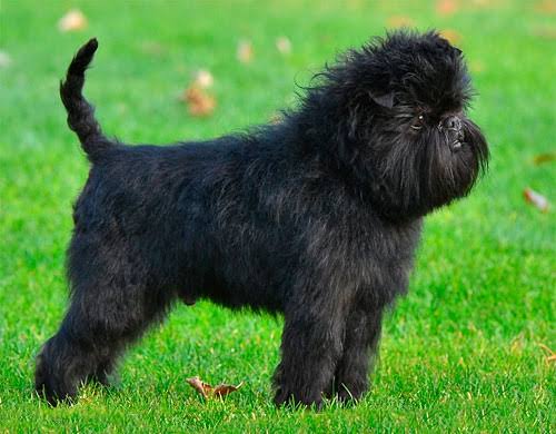 Affenpinscher on green grass