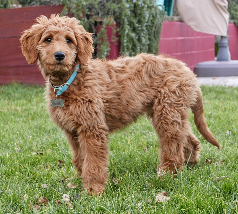 Aussiedoodle brown on yard