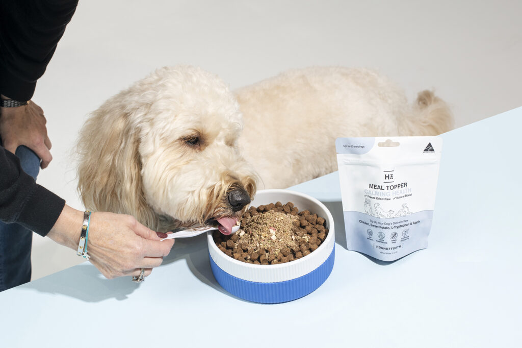 Aussiedoodle eating from food bowl
