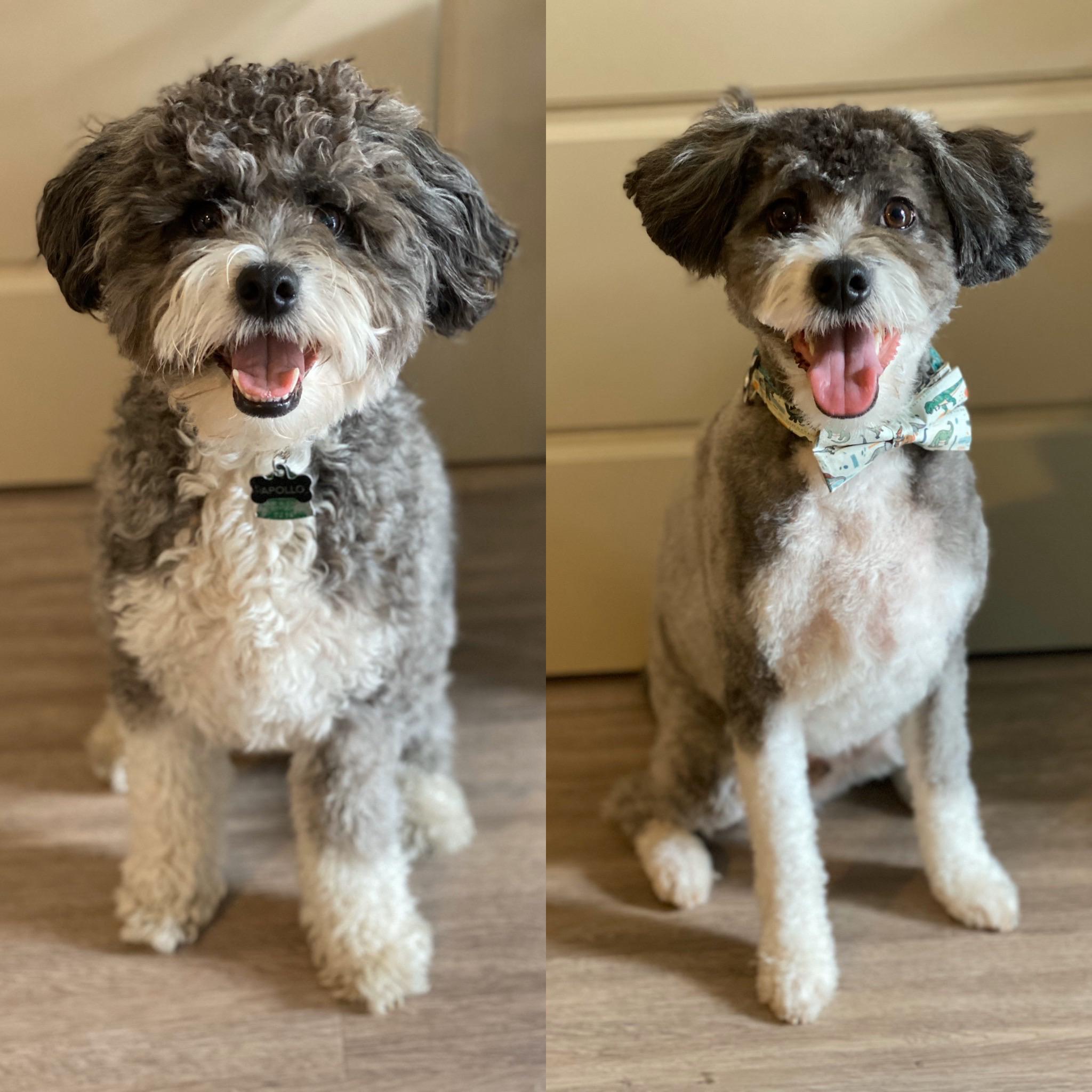 Aussiedoodle before and after grooming