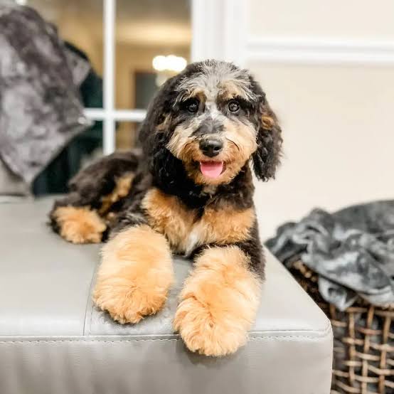 Aussiedoodle resting on sofa