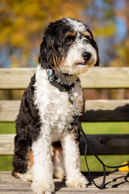 Aussiedoodle sitting on bench