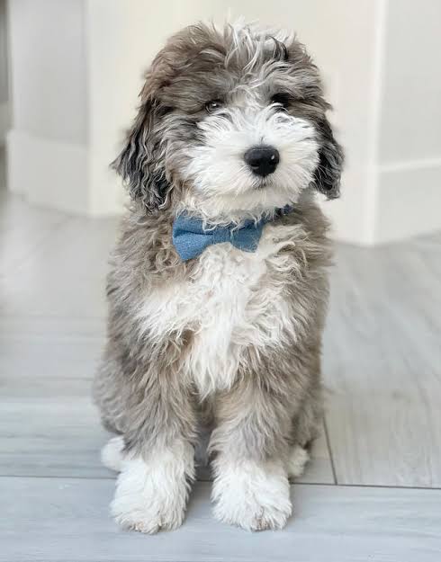 Aussiedoodle grey mini portrait