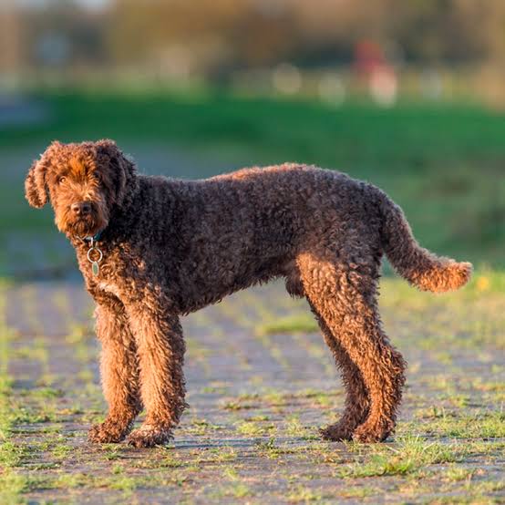 Are Newfoundlands Hypoallergenic? No, here's why
