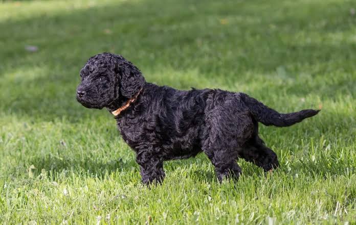 Black Barbet puppy on green grass