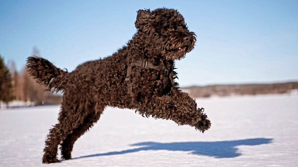 Barbet running in snow