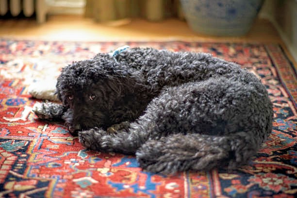 Black Barbet laying on carpet